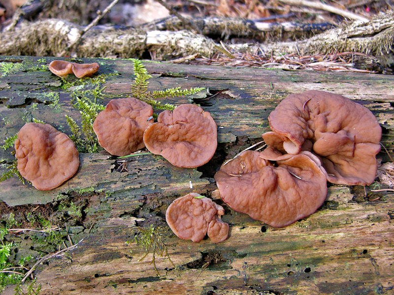 Ritrovamenti  del 21 marzo.